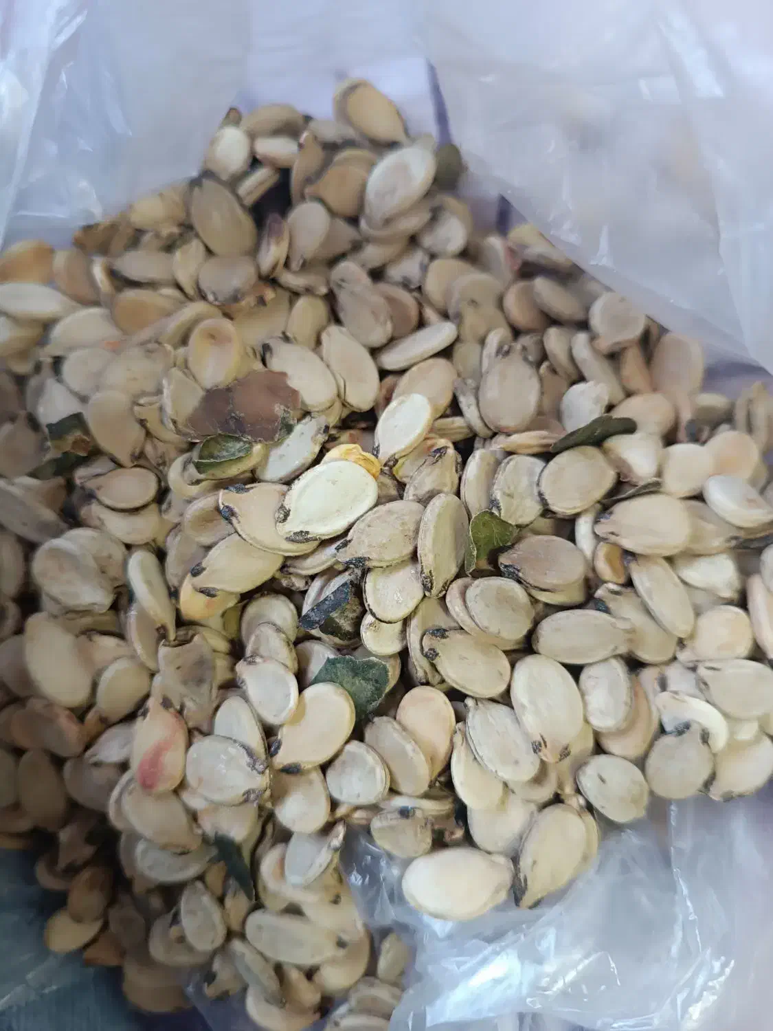 تخمه هندوانه تازه و خوش طعم|عمده‌فروشی|گلی داغ, |دیوار