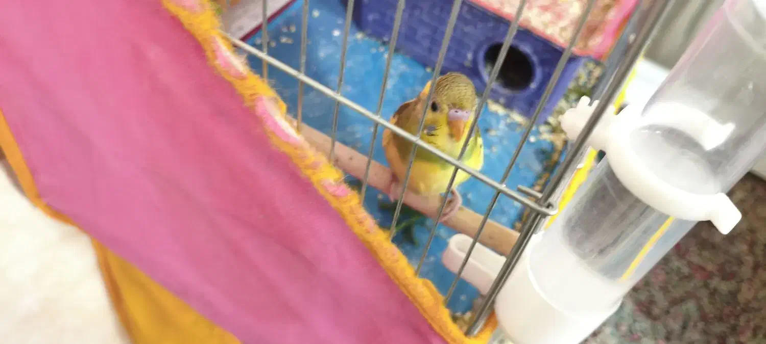 مرغ عشق|پرنده|سیرجان, |دیوار