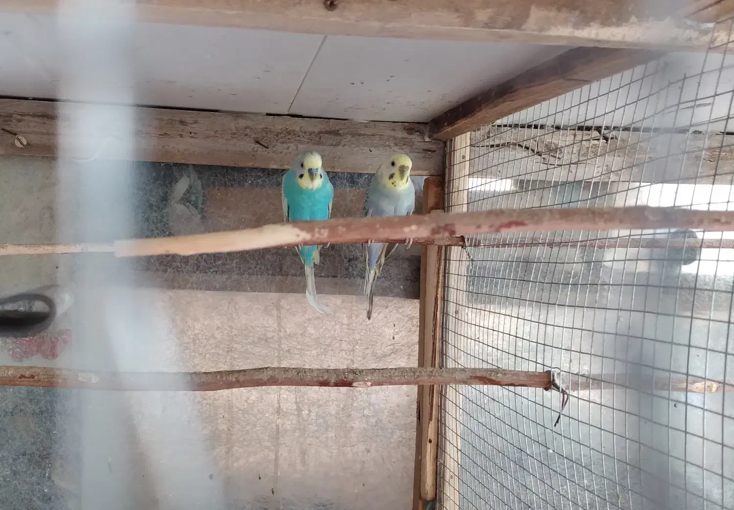 فروش دو جفت مرغ عشق بالغ|پرنده|ابهر, |دیوار