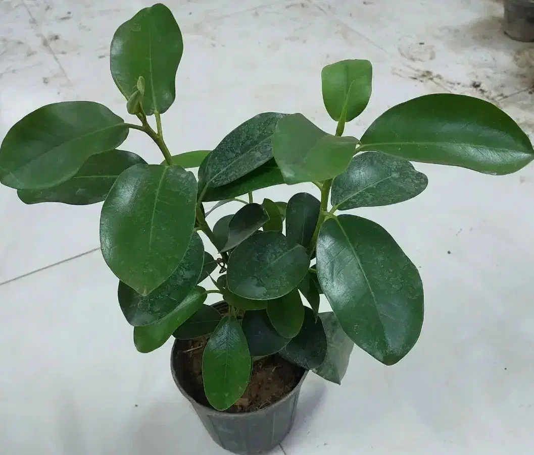 گل کلانکوئه.سینگینیوم.سانس بلک گلد.|گل و گیاه طبیعی|قم, علی آباد سعدگان|دیوار