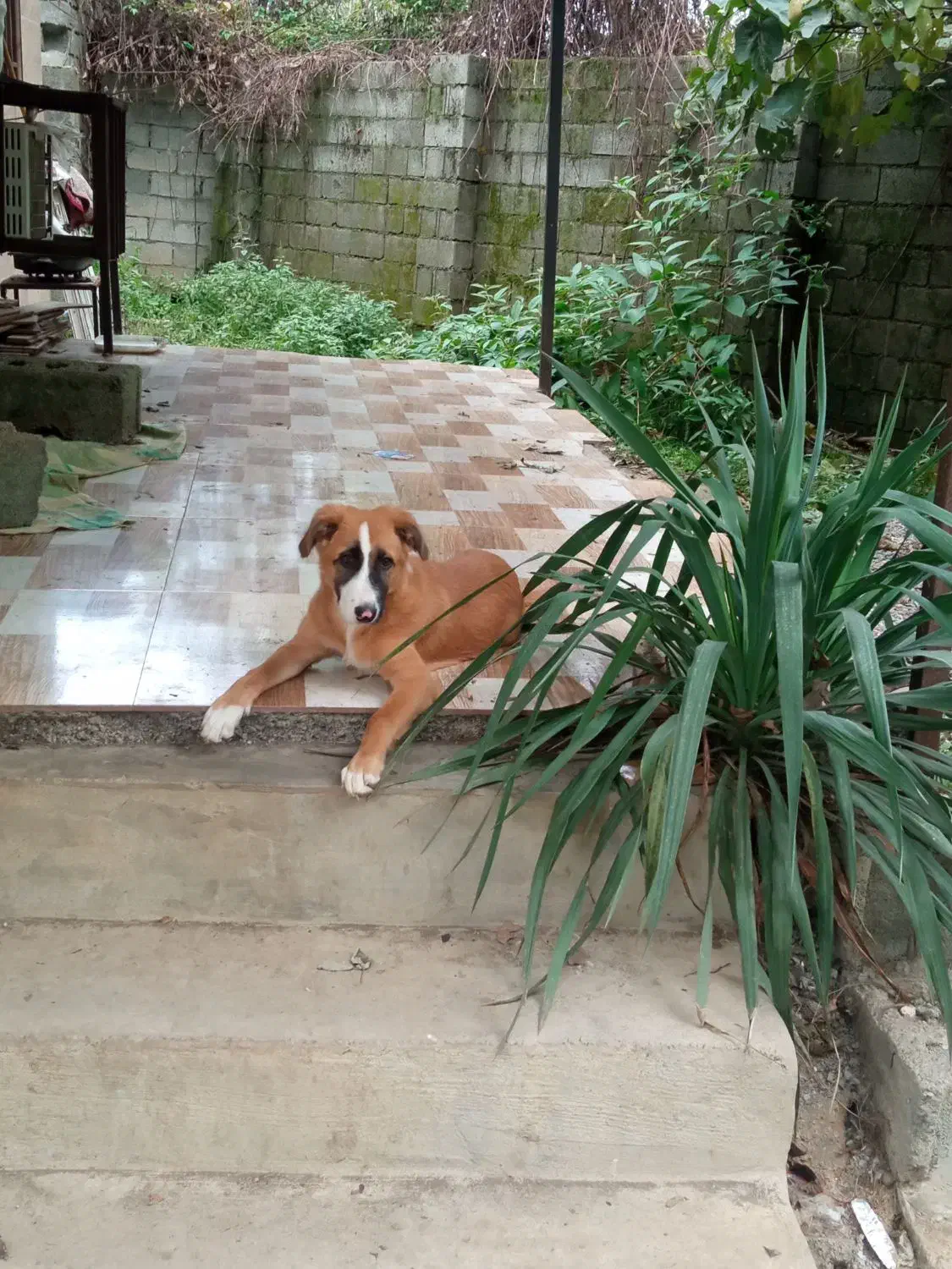 سگ گم شده|حیوانات|رضوانشهر, |دیوار