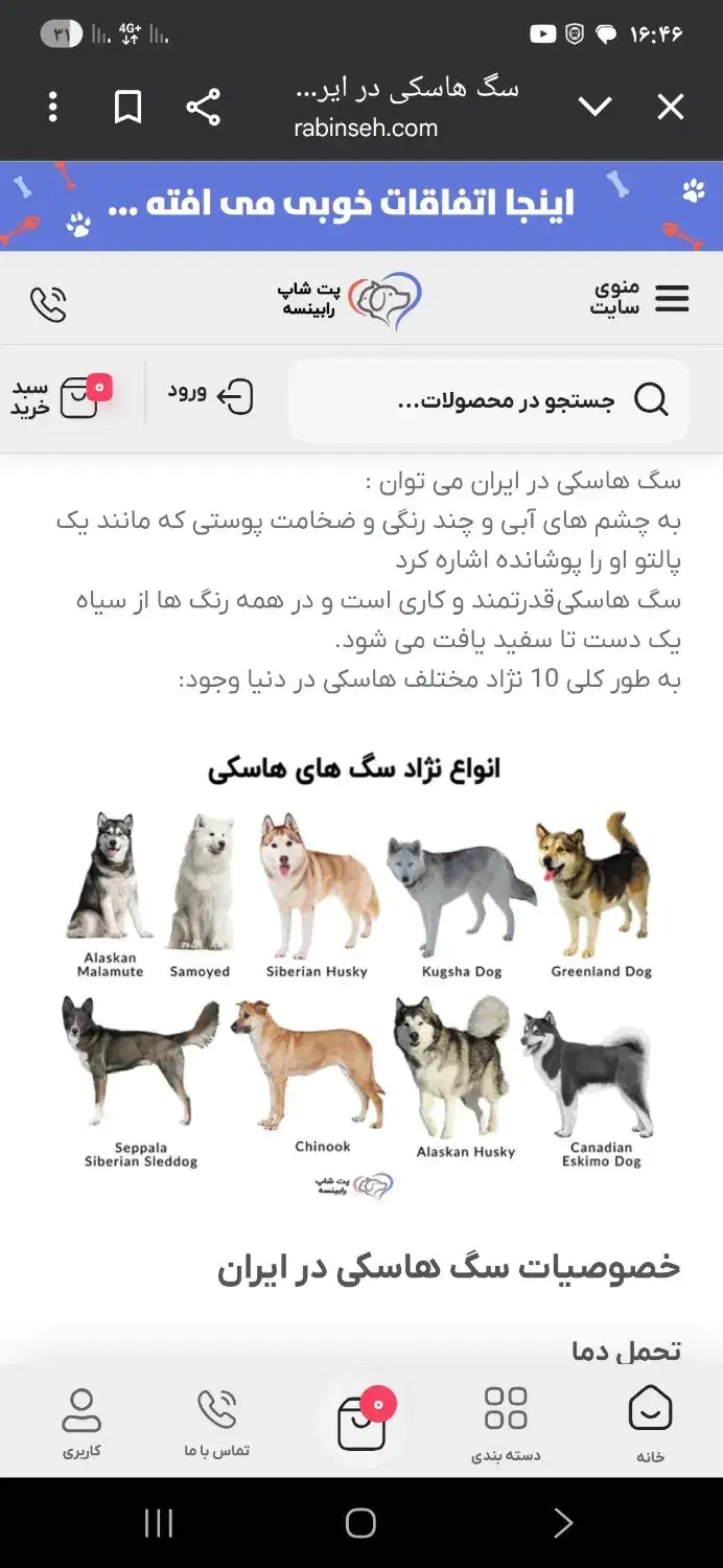 سگ هاسکی پیدا شده|اشیا|زنجان, |دیوار