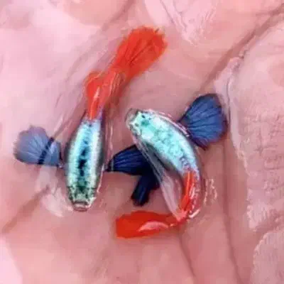 انواع گوپی مولی پلاتی کالرزبرا لجن خ آنجل آکواریوم|ماهی|تهران, امام زاده حسن|دیوار