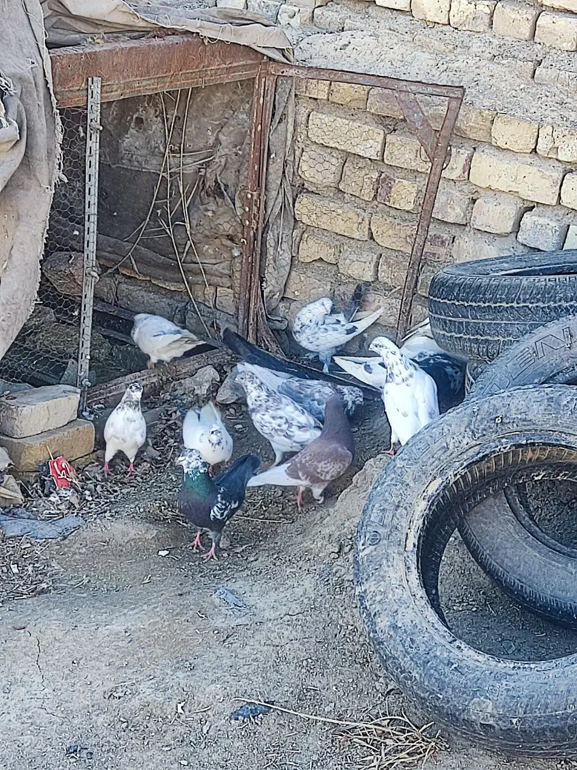 کبوتر فروشی|پرنده|مبارکه, |دیوار