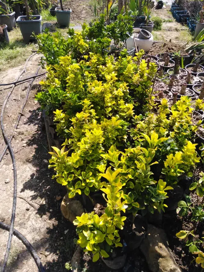 شمشاد|گل و گیاه طبیعی|ساری, |دیوار