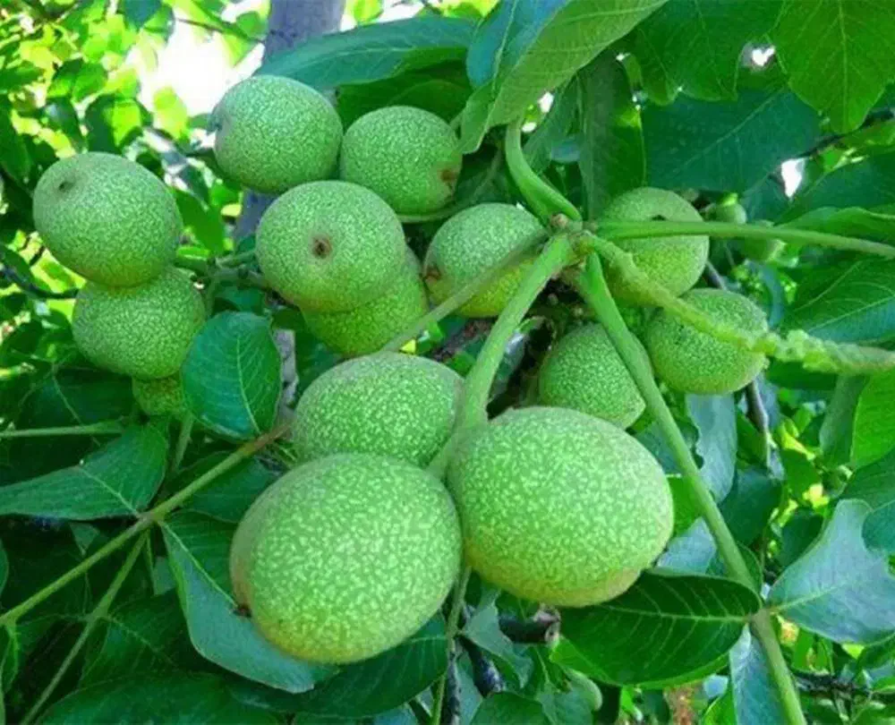 نهال گردو شیلی|خدمات باغبانی و درختکاری|قیدار, |دیوار