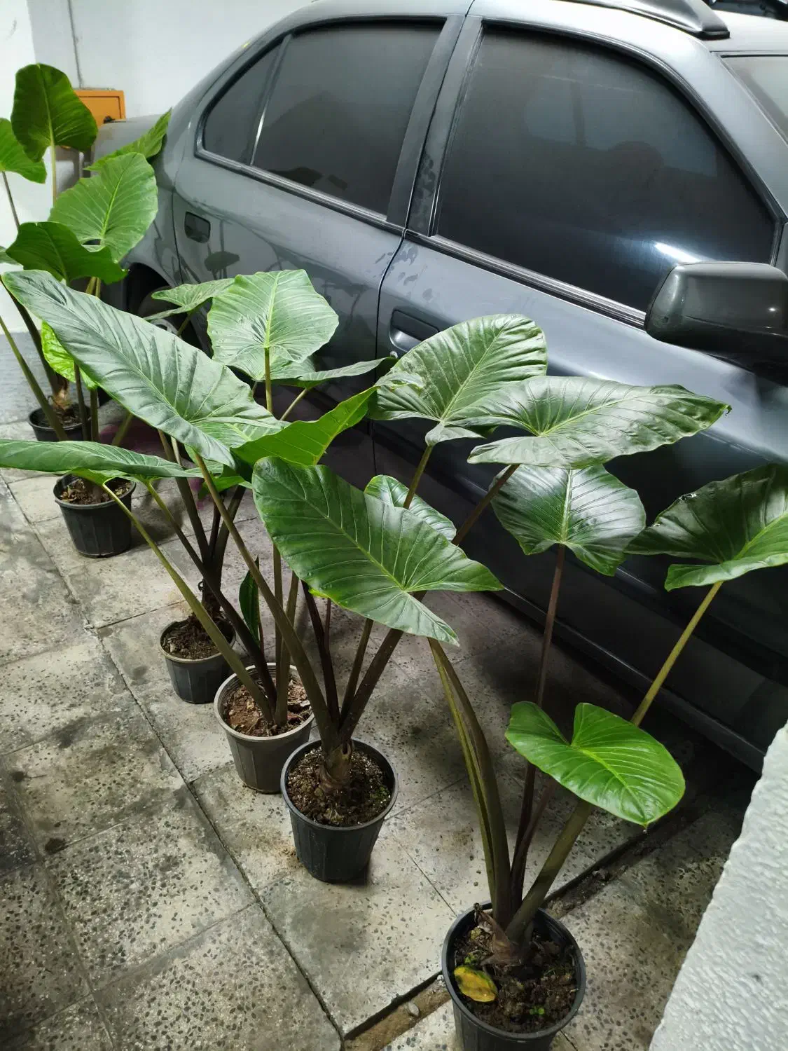 گل بابا آدم|گل و گیاه طبیعی|پردیس, فاز ۲|دیوار