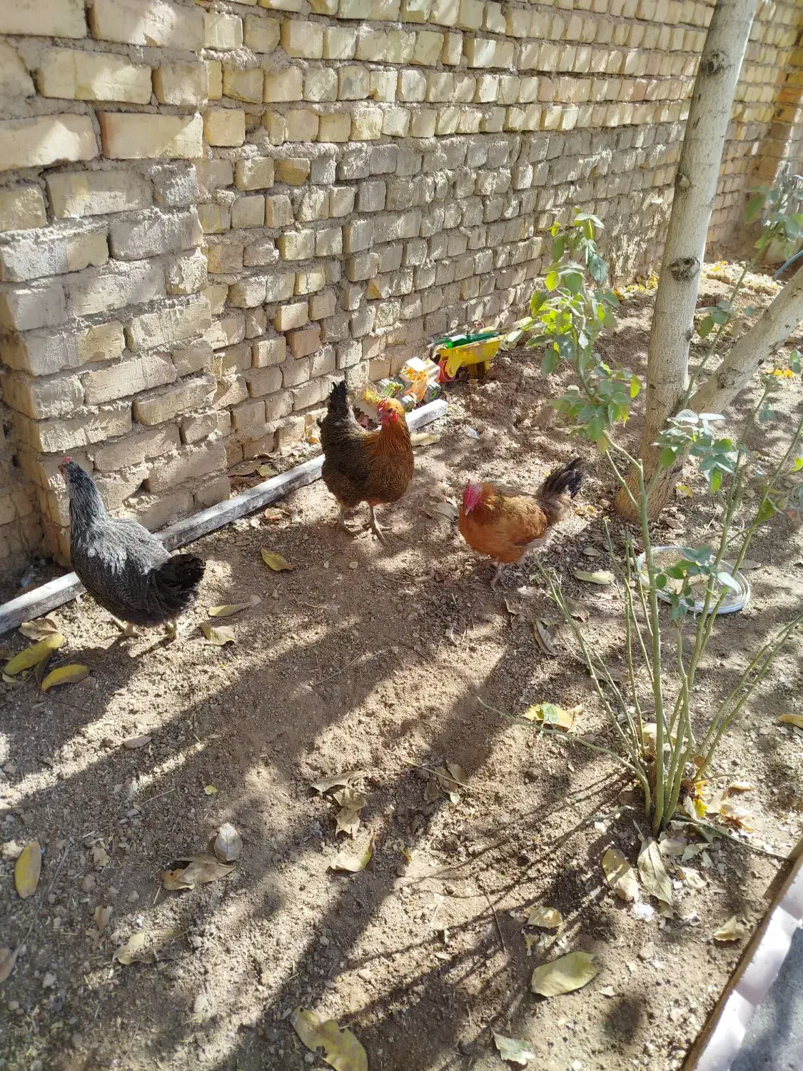 مرغ امسالی تخمگذار|حیوانات مزرعه|زنده رود, |دیوار