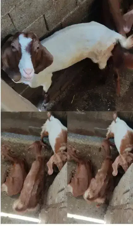 بز جوان|حیوانات مزرعه|بندر گناوه, |دیوار