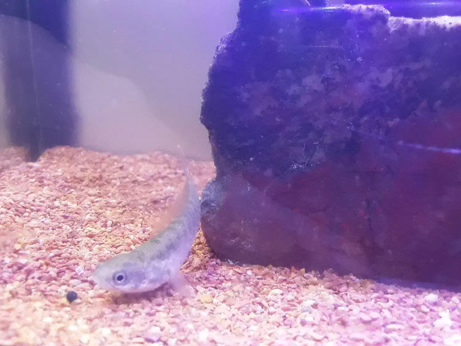 فروش ماهی چانا|ماهی|دامغان, |دیوار