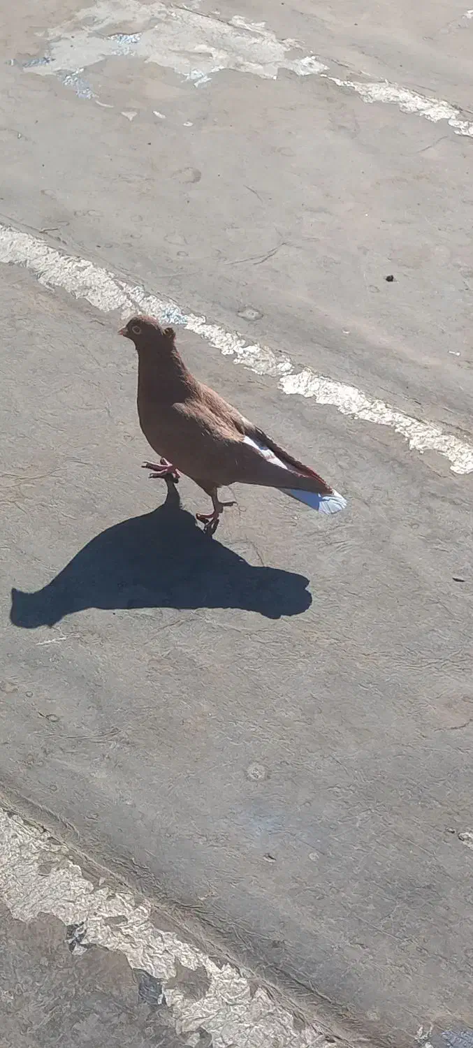 کبوتر|پرنده|نیشابور, شهرک بسیج|دیوار