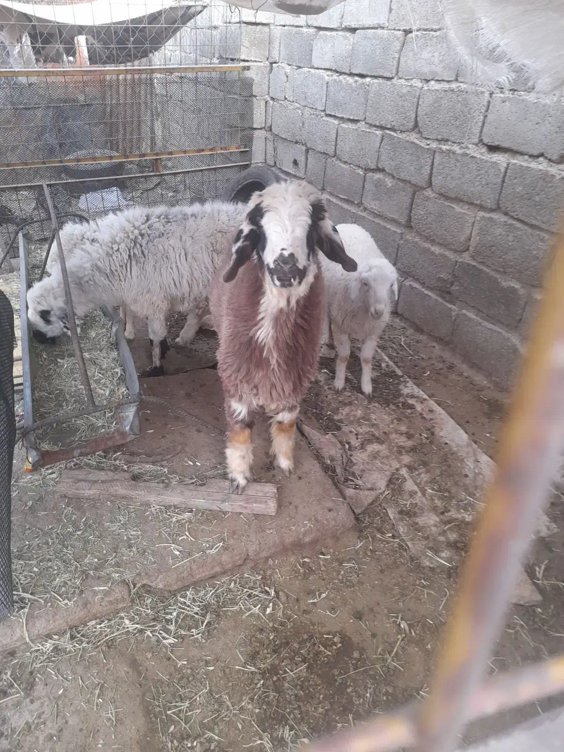 سه تاقزل افشار و یک بره ماده بختیاری|حیوانات مزرعه|ارژن, |دیوار