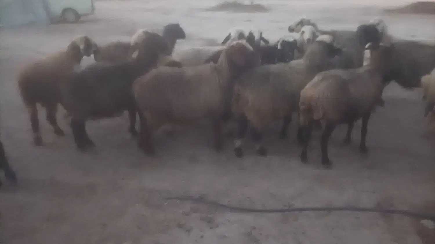 14راس میش داشتی|حیوانات مزرعه|فراشبند, |دیوار