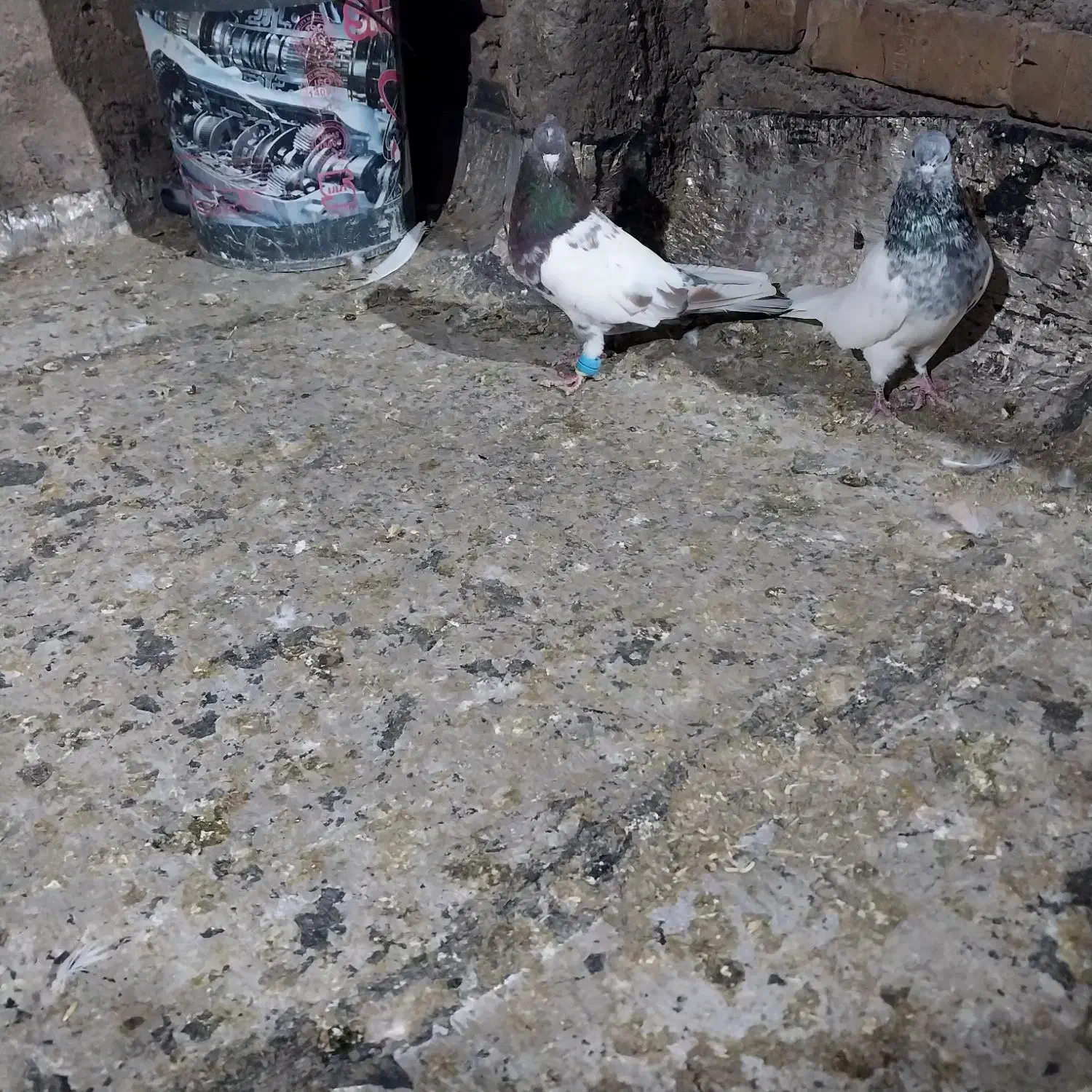 یک جفت کله خوشگل|پرنده|تربت جام, والفجر|دیوار