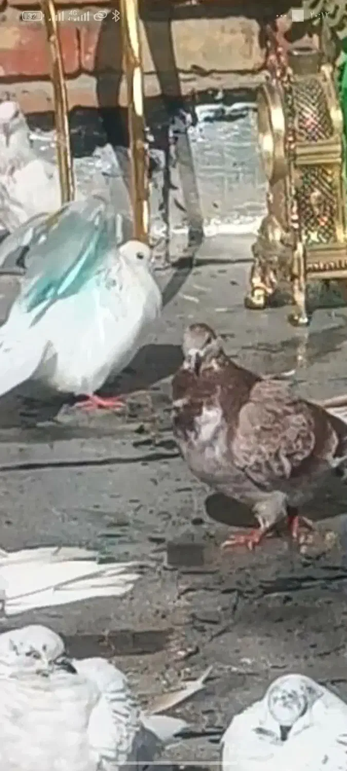 کبوتر رفتنی|پرنده|ارومیه, |دیوار