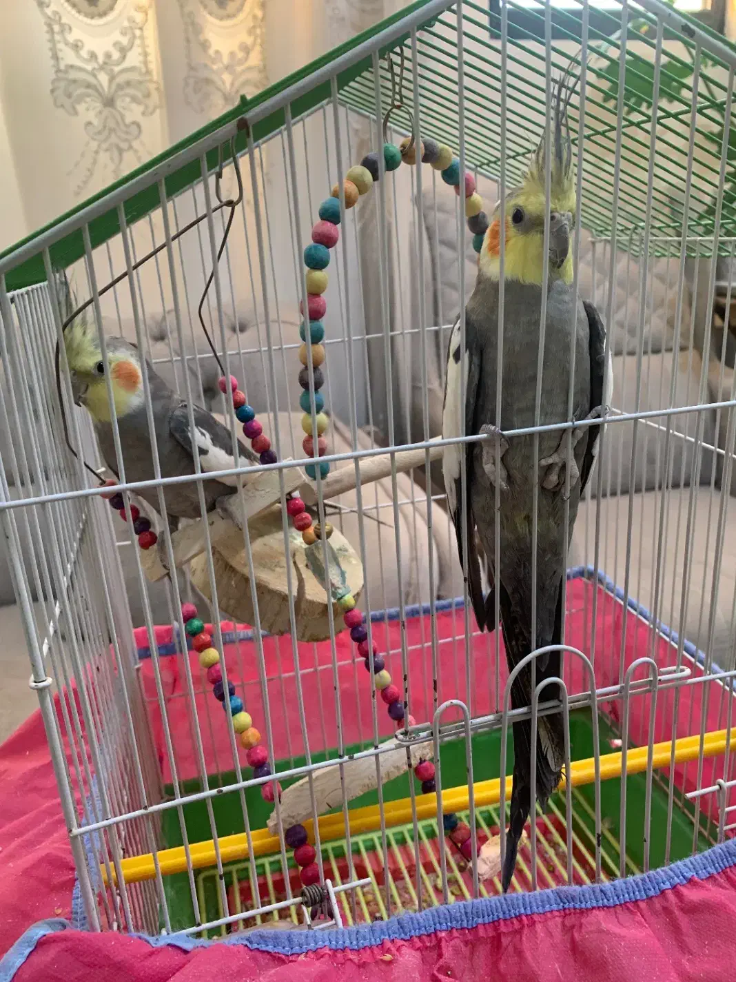 دو عدد عروس هلندی نر سخنگو|پرنده|فلاورجان, |دیوار