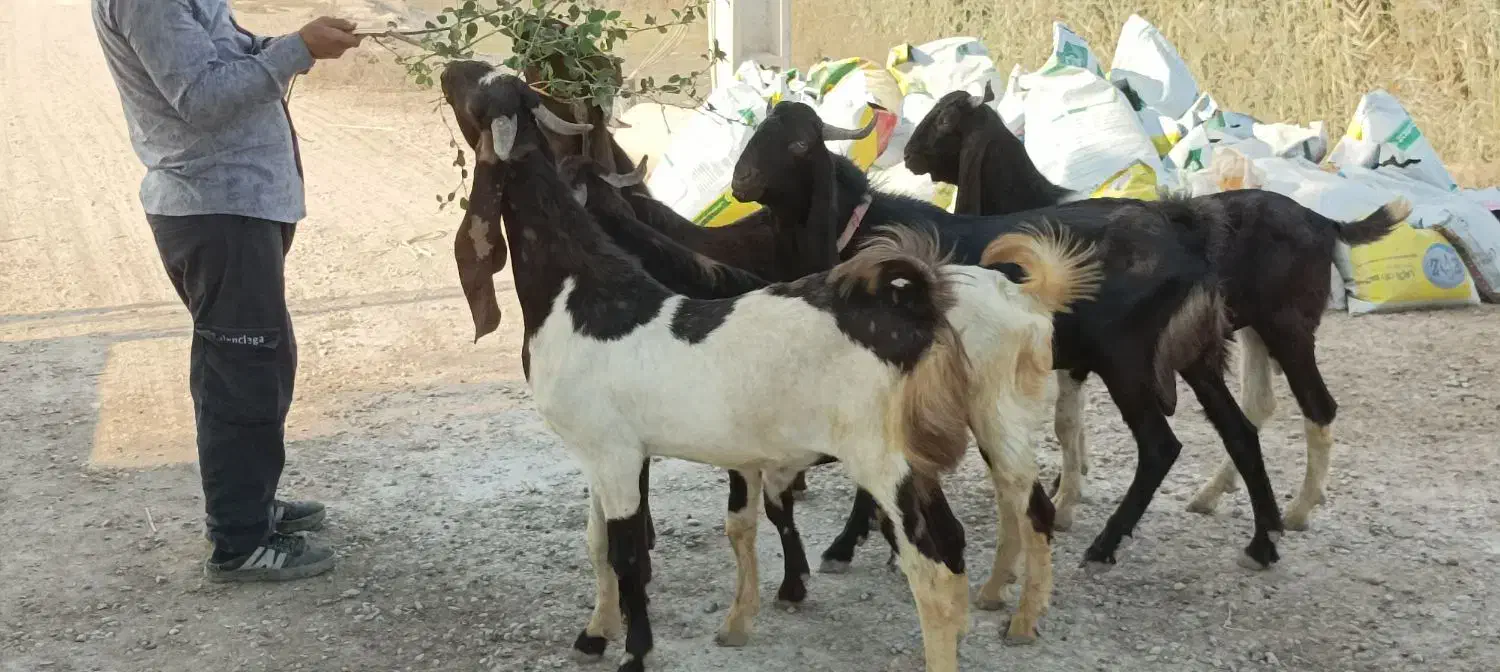 نر بزهای پاکستانی نژاد دوقلو هیکلی و ذات دار|حیوانات مزرعه|اهواز, شهدای انتظامی|دیوار