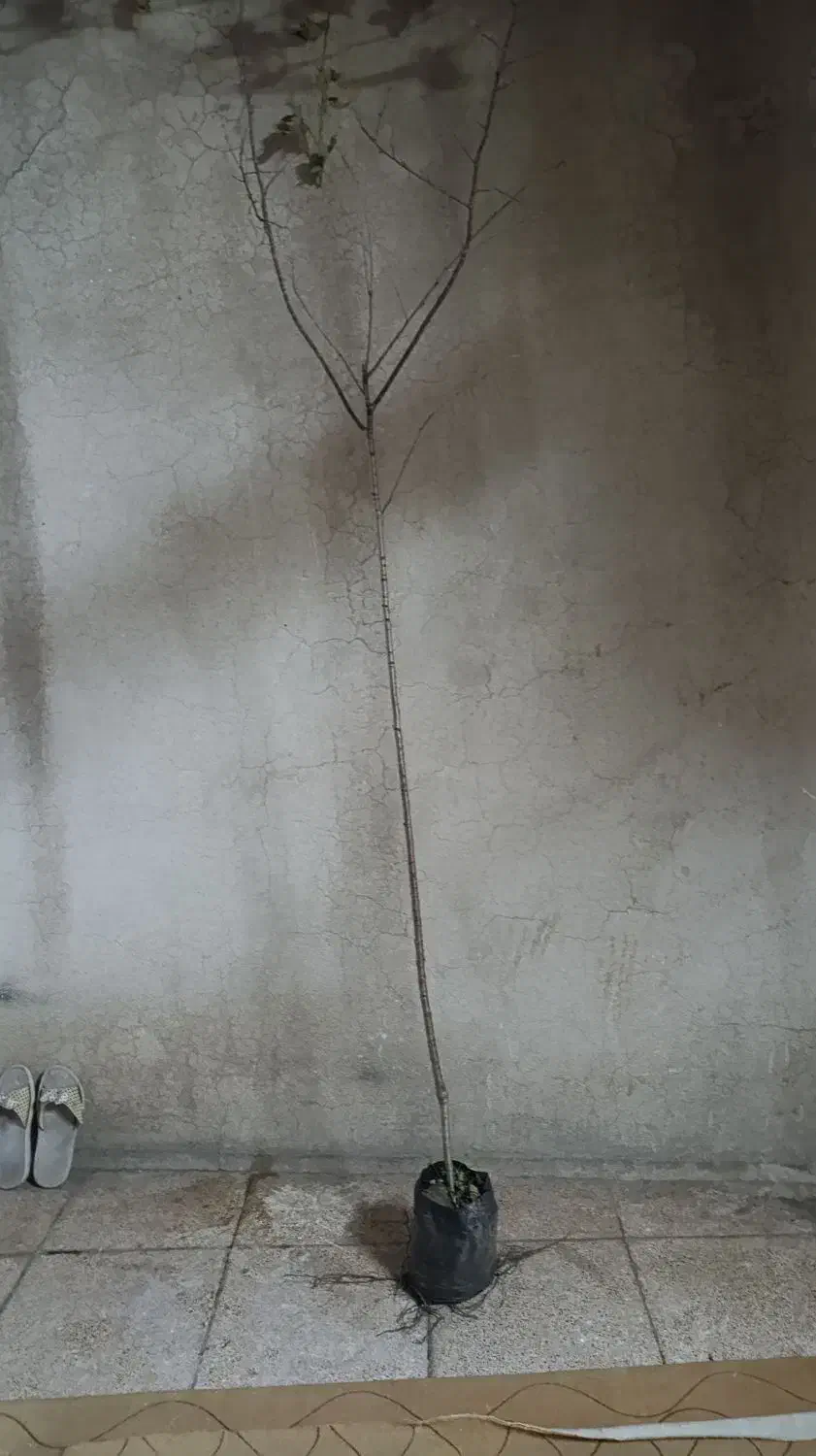 نهال گیلاس سورینا|گل و گیاه طبیعی|تهران, جوادیه|دیوار