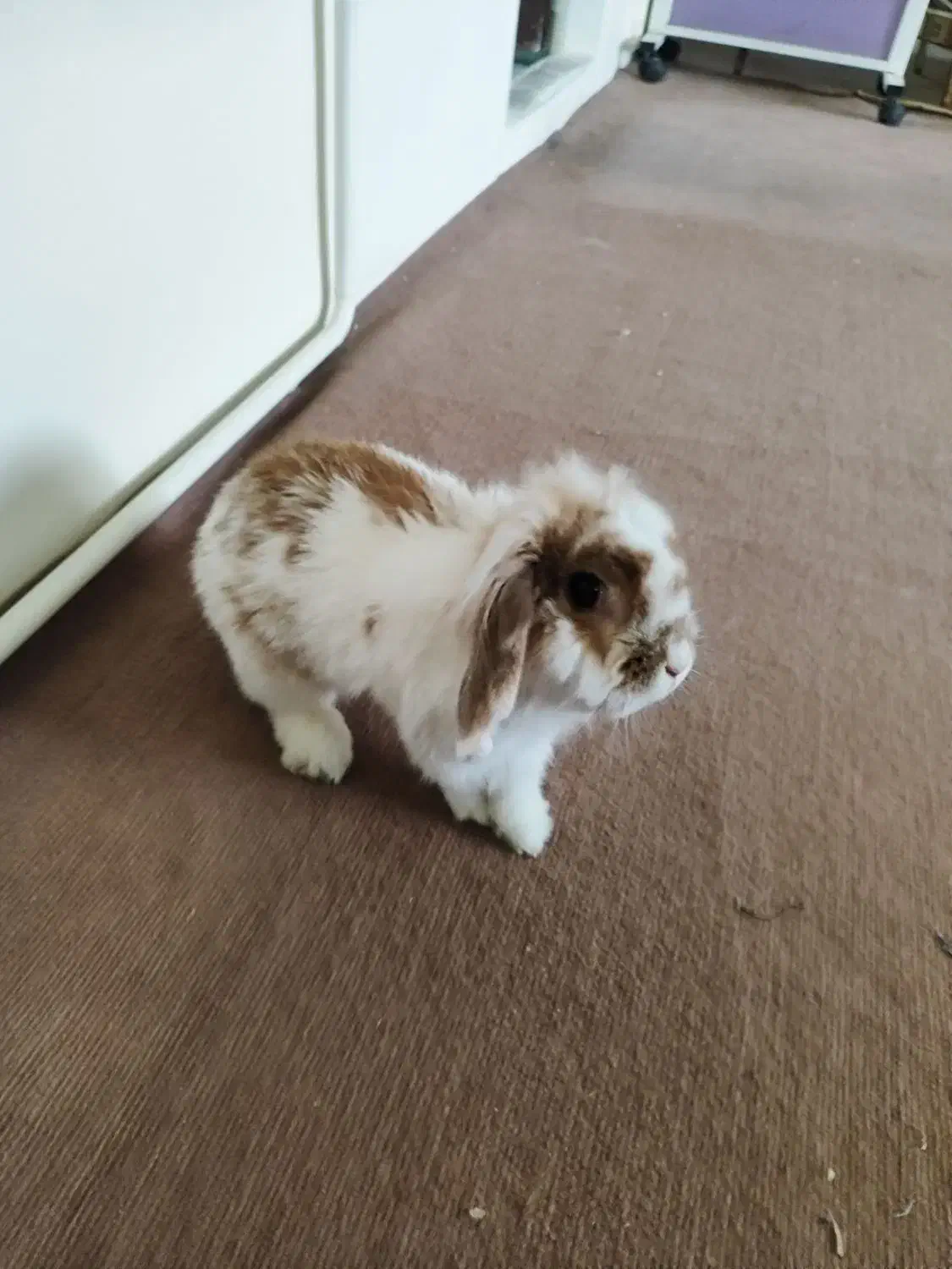 خرگوش لوپ ماده|موش و خرگوش|تهران, جیحون|دیوار