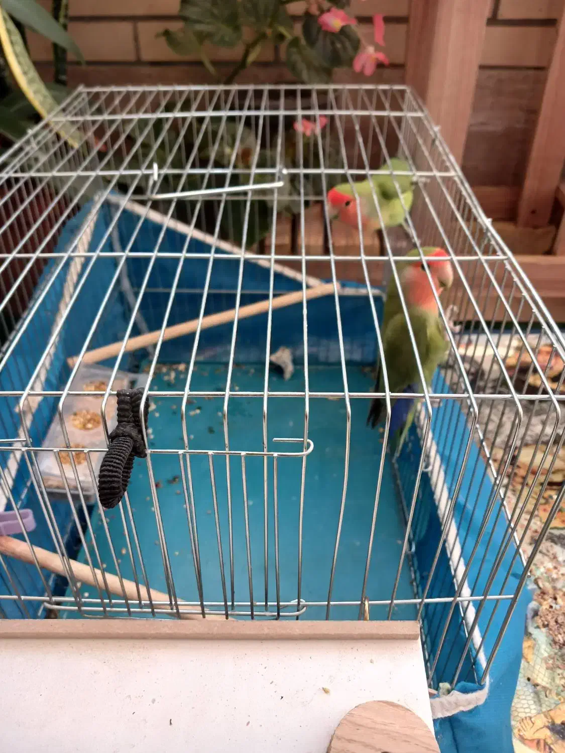 کوتوله برزیلی|پرنده|تیران, |دیوار