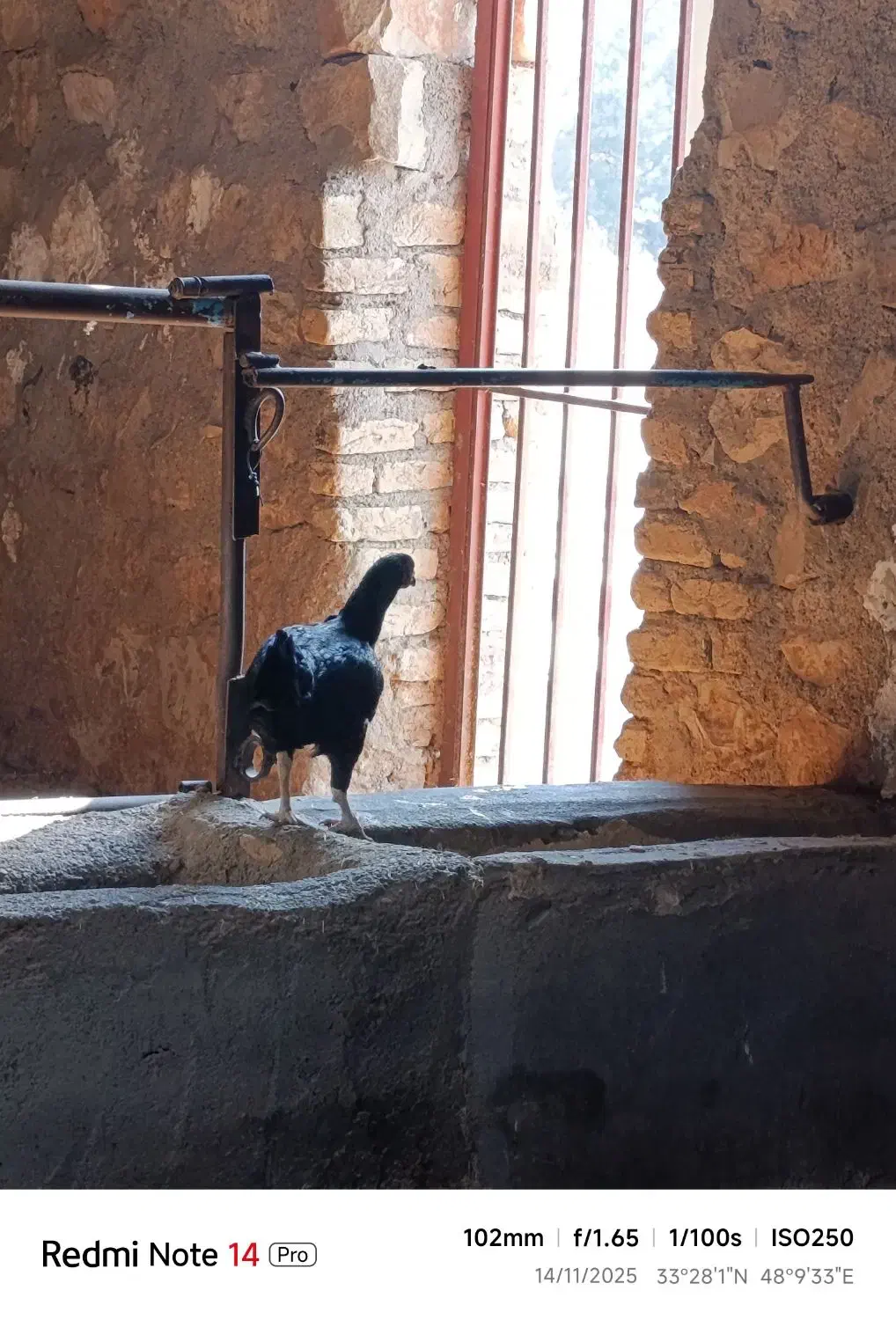 مرغ سالم|پرنده|خرمآباد, |دیوار