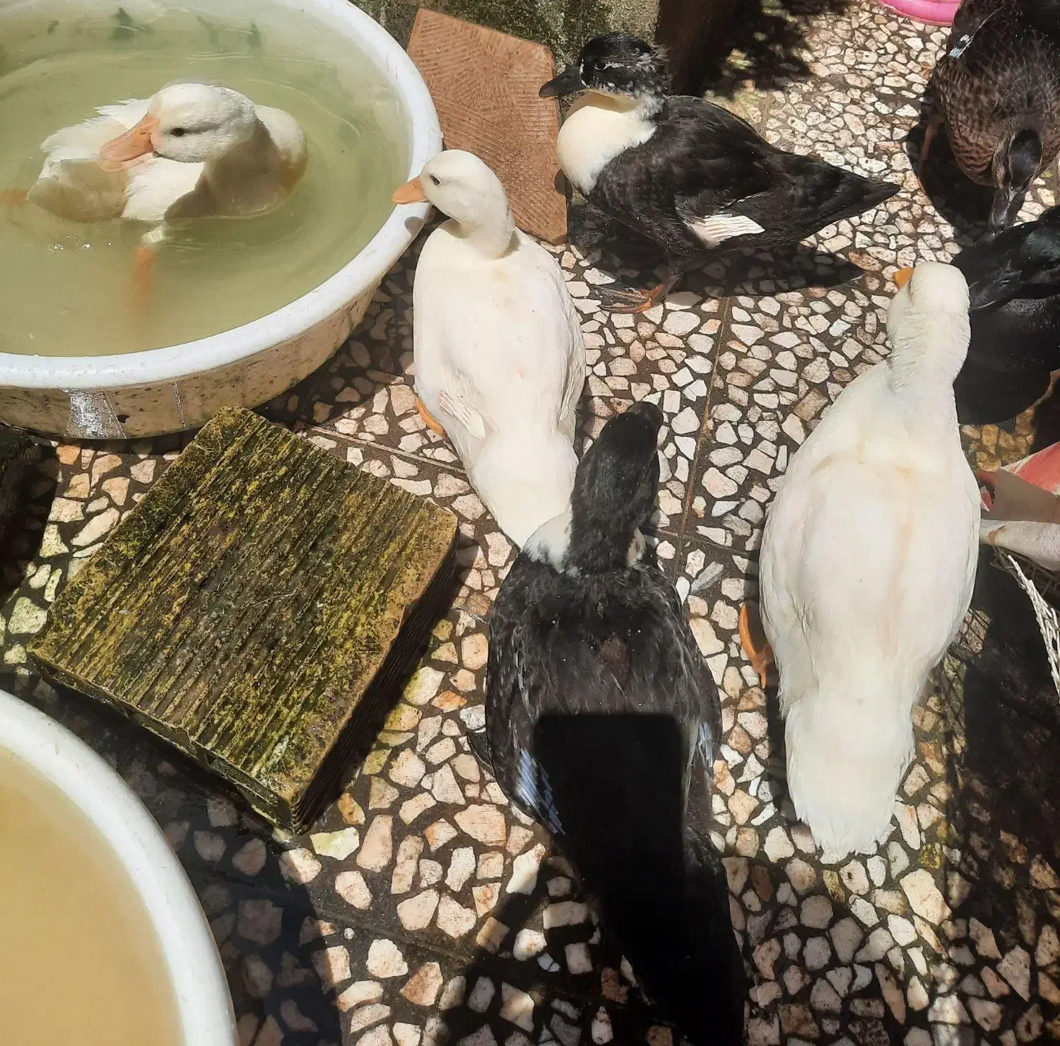 اردک کال|حیوانات مزرعه|رشت, فرزانه|دیوار