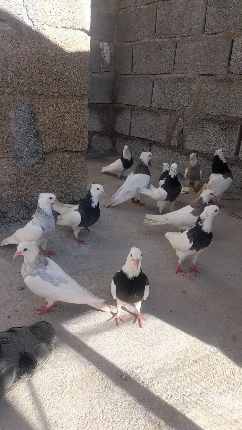 کبوتر|پرنده|جم, |دیوار