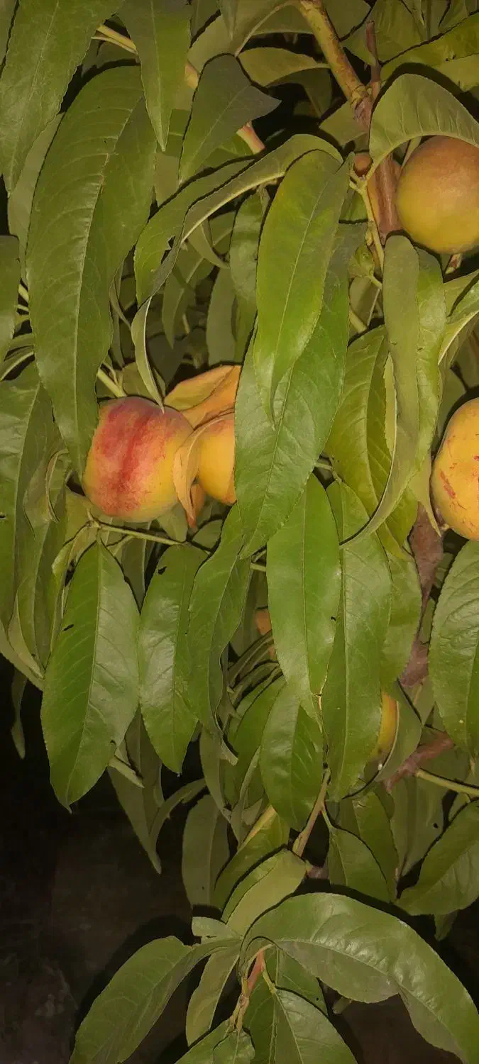 باغ در روستای هندور|فروش خانه و ویلا|ماکو, |دیوار