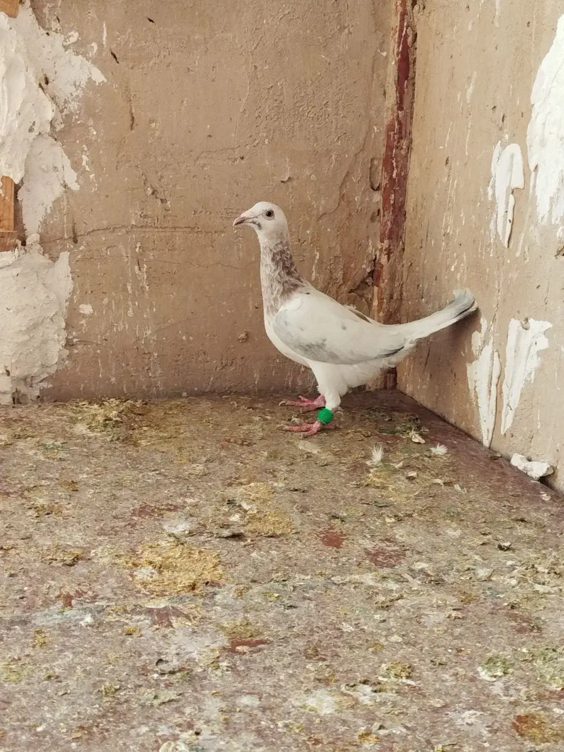 باسلام|پرنده|مشهد, شهرک مهر آباد|دیوار