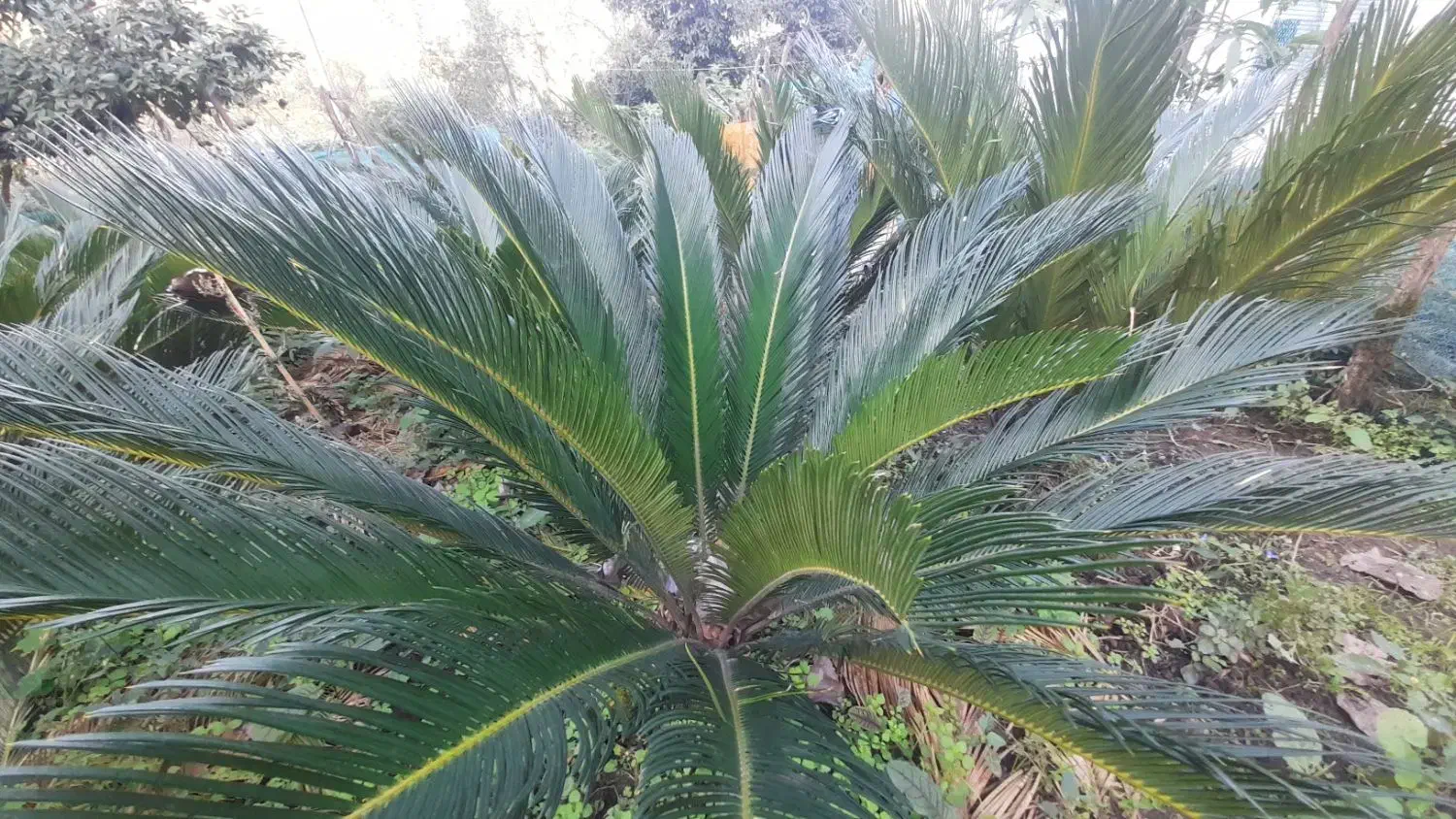 سیکاس فروشی ۲ میلیون|خدمات باغبانی و درختکاری|رشت, آب و برق|دیوار