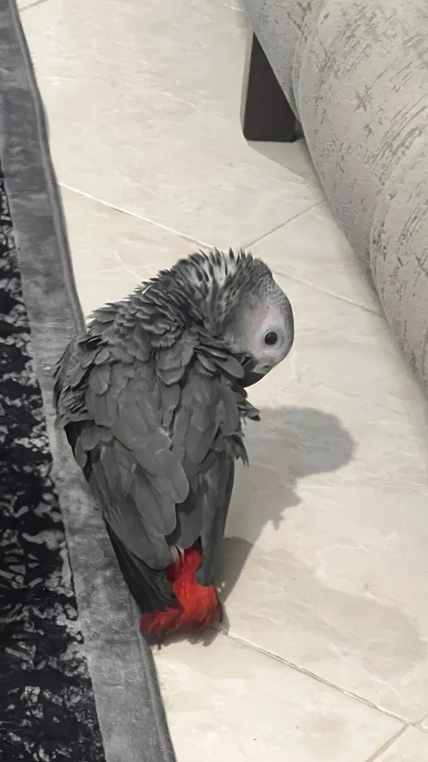 طوطی کاسکو دم قرمز|پرنده|بندرعباس, |دیوار