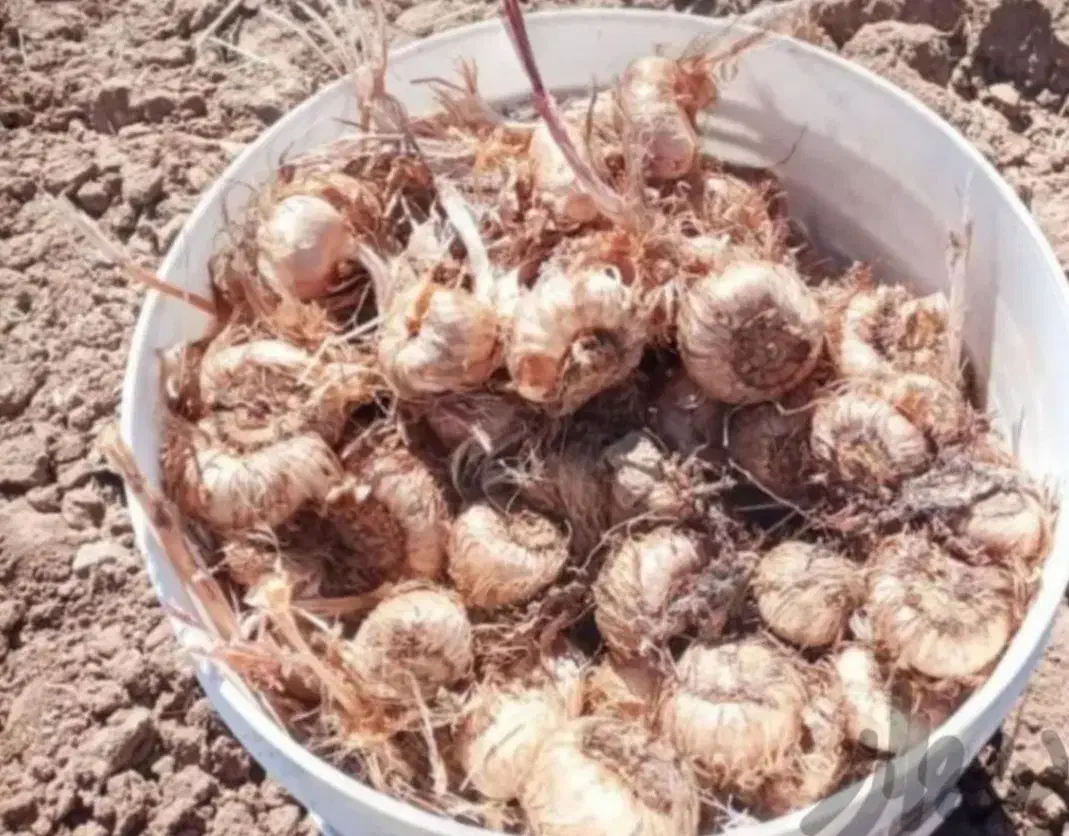 پیاززعفران برکت|عمده‌فروشی|تربت‌حیدریه, بازار|دیوار