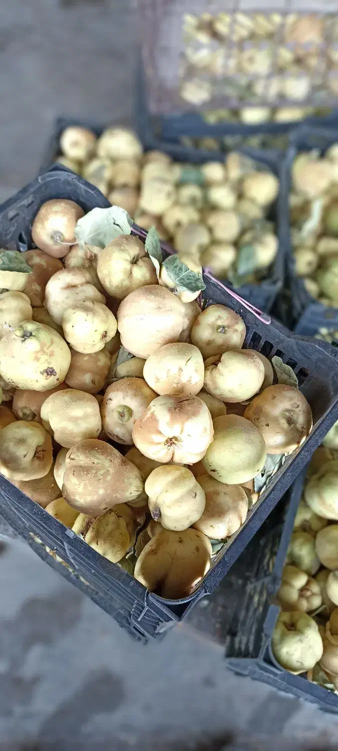 به مربای و خشک کردنی|خوردنی و آشامیدنی|قم, باغ شریفی|دیوار