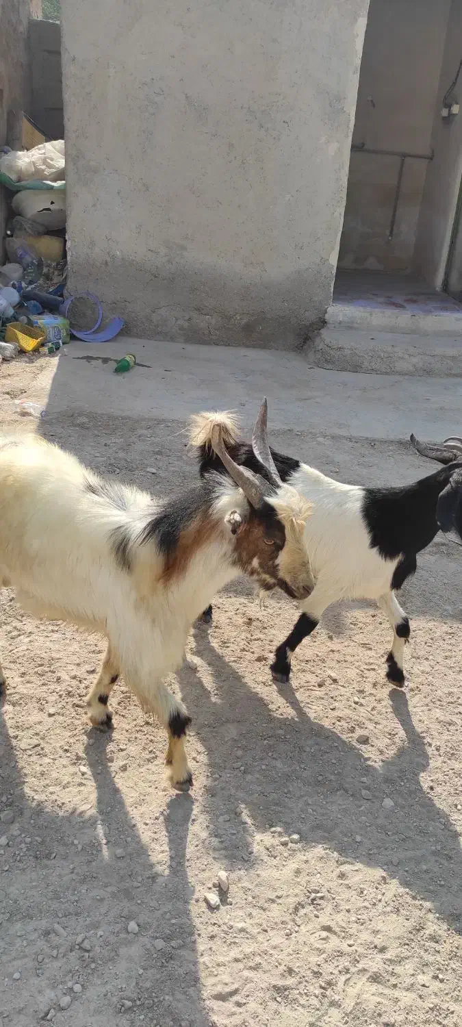 حیوان|حیوانات مزرعه|اهرم, |دیوار