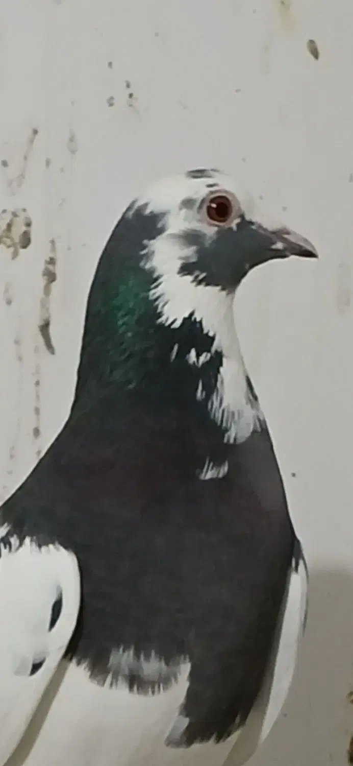 کبوتر|پرنده|اردبیل, |دیوار