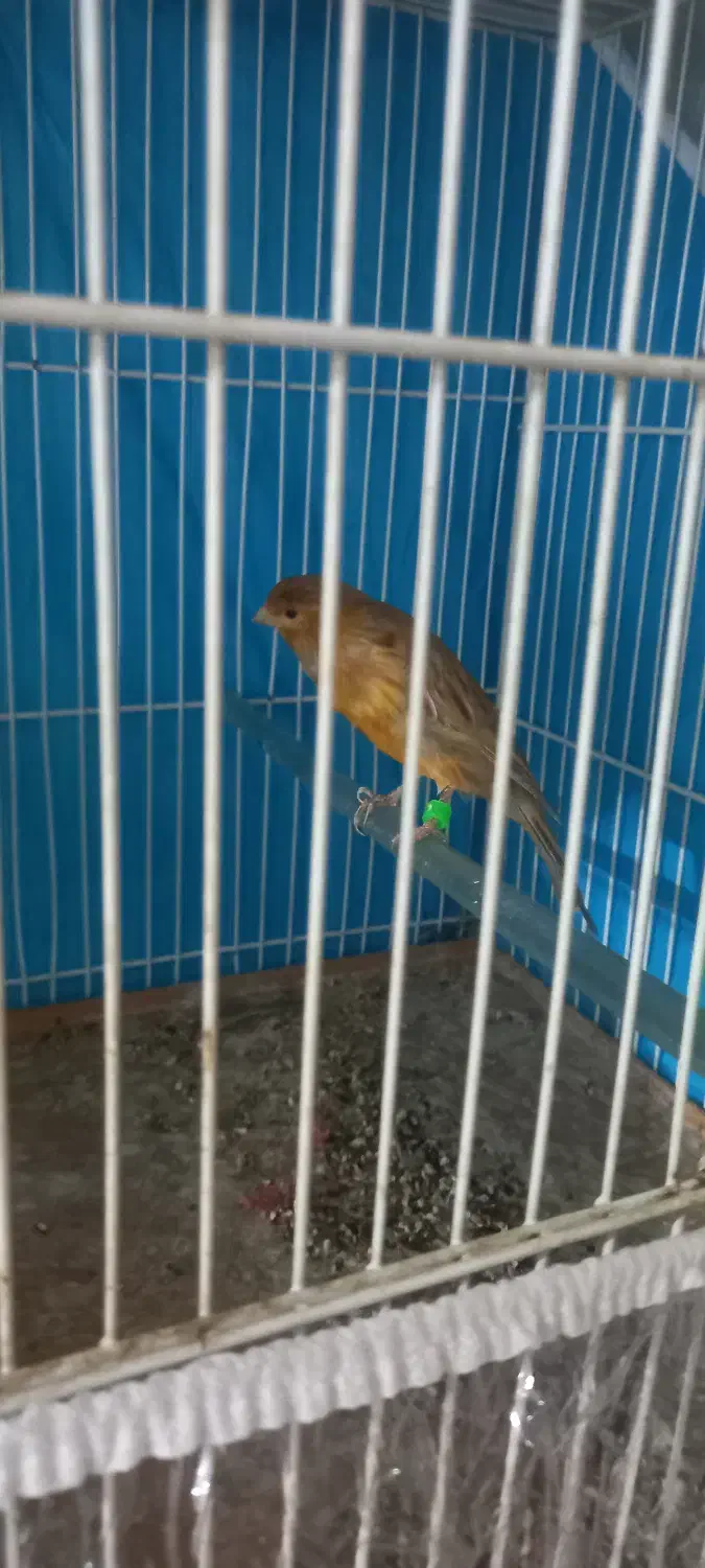 قناری شتری سرخ نرو ماده|پرنده|قوچان, |دیوار