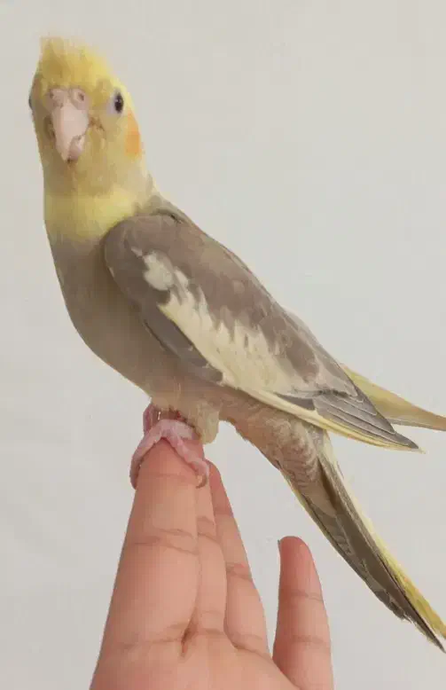 عروس هلندی آهویی نر|پرنده|کرمان, |دیوار