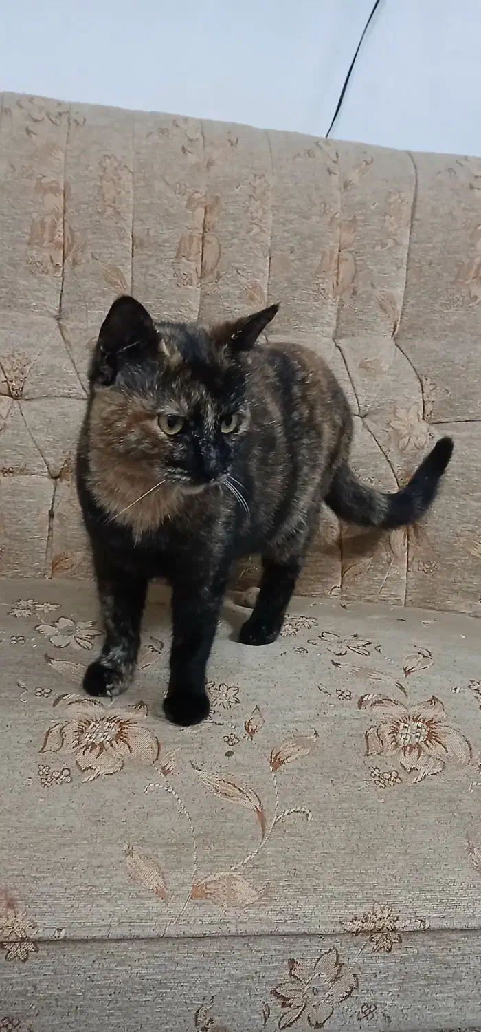 گربه ها همه ماده و  رایگان واگذار میشه|گربه|رشت, حمیدیان|دیوار