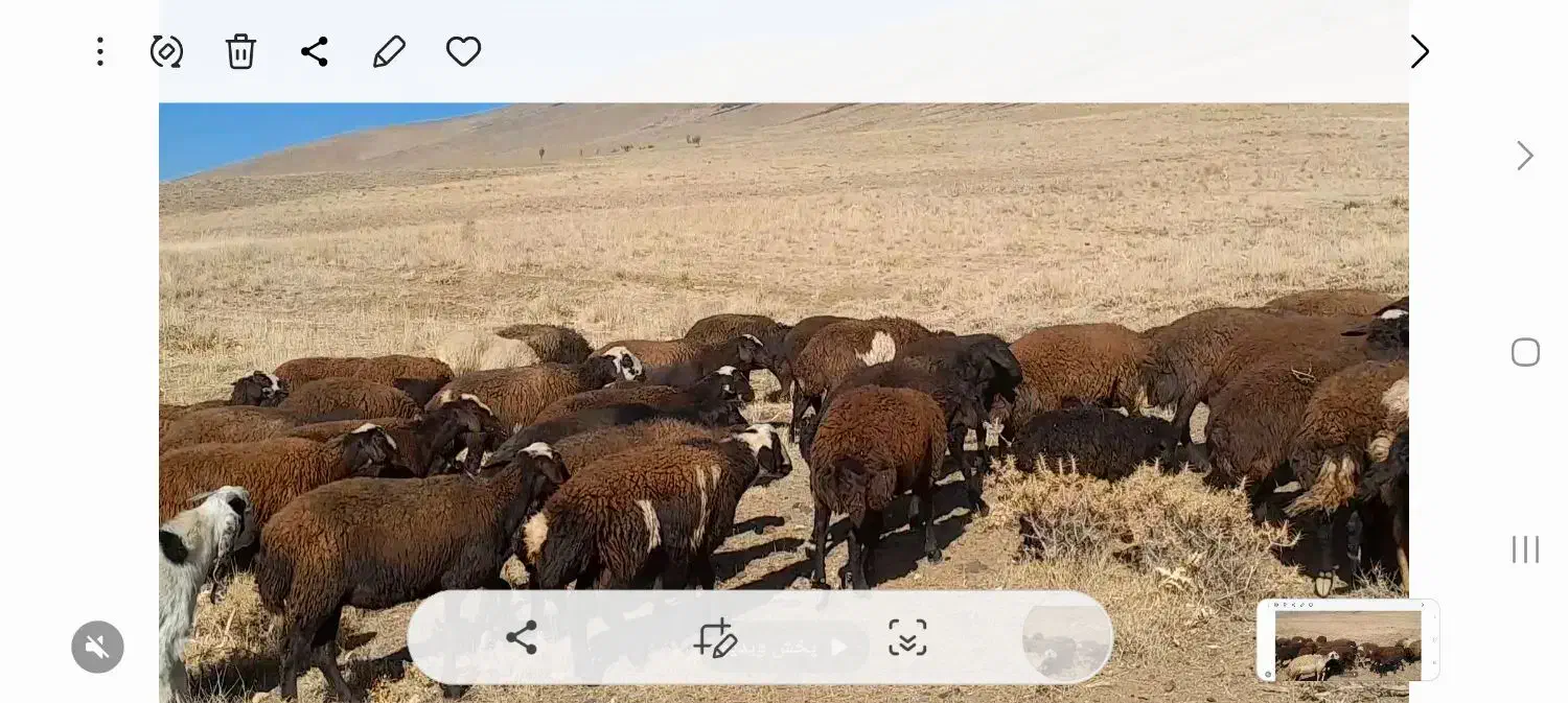 ۹۰ راس شیشک میش افشاری آبستن زایده|حیوانات مزرعه|داران, |دیوار