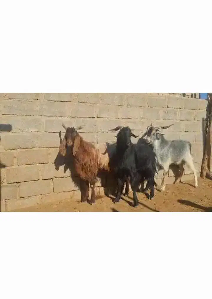 دبر بذری یا چبش|حیوانات مزرعه|داراب, |دیوار