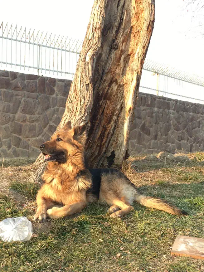 مژدگانی ۲۰ میلیونی|سگ|احمدآبادمستوفی, |دیوار