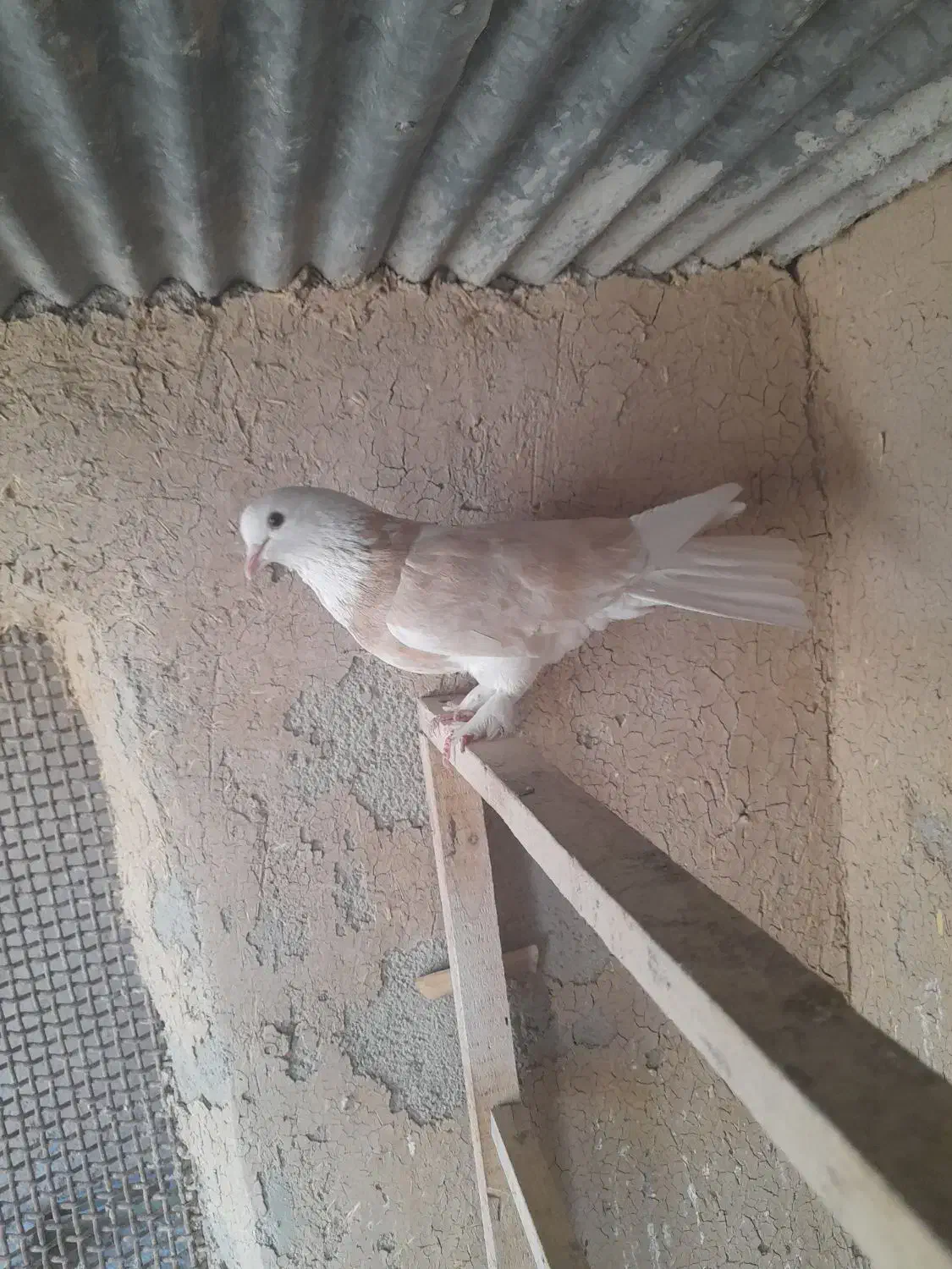 ماده شازره زرد|پرنده|مبارکه, |دیوار