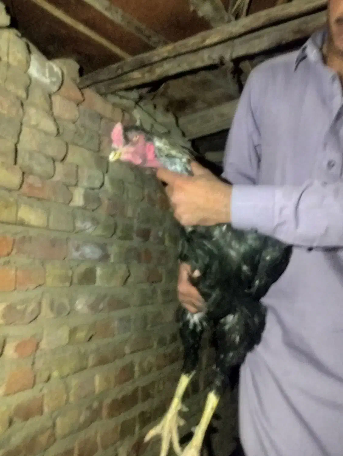 مرغ و خروس|حیوانات مزرعه|خاش, |دیوار