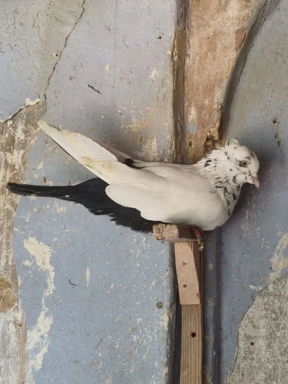 دم سیاه نر|پرنده|شیراز, بازار|دیوار