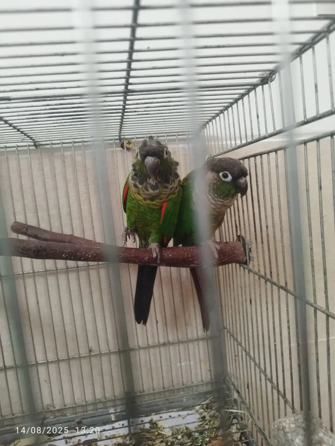 گرینچیک بلک کاپ|پرنده|شیراز, اکبر آباد|دیوار