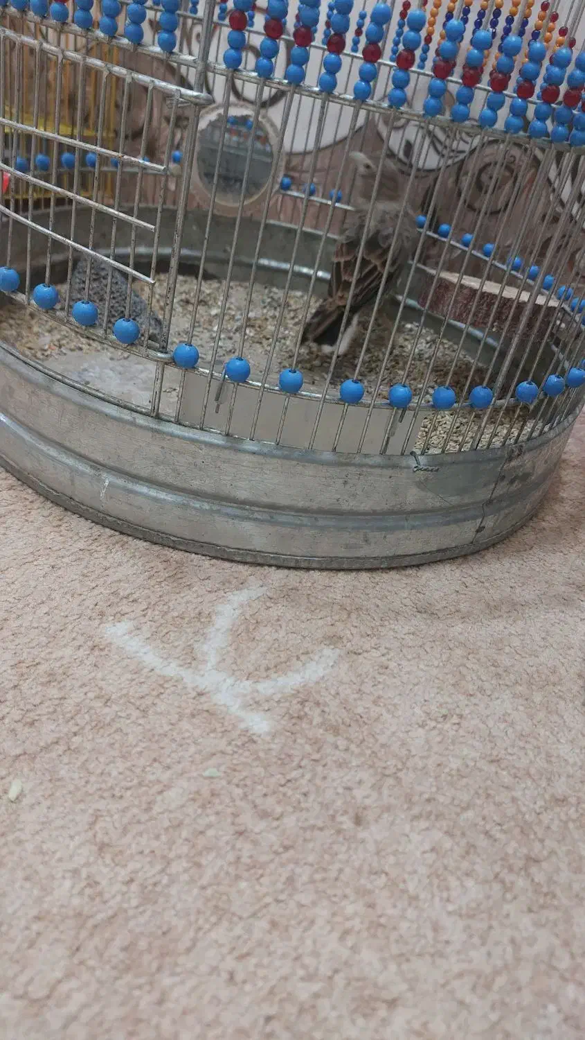 قناری|پرنده|شادگان, |دیوار