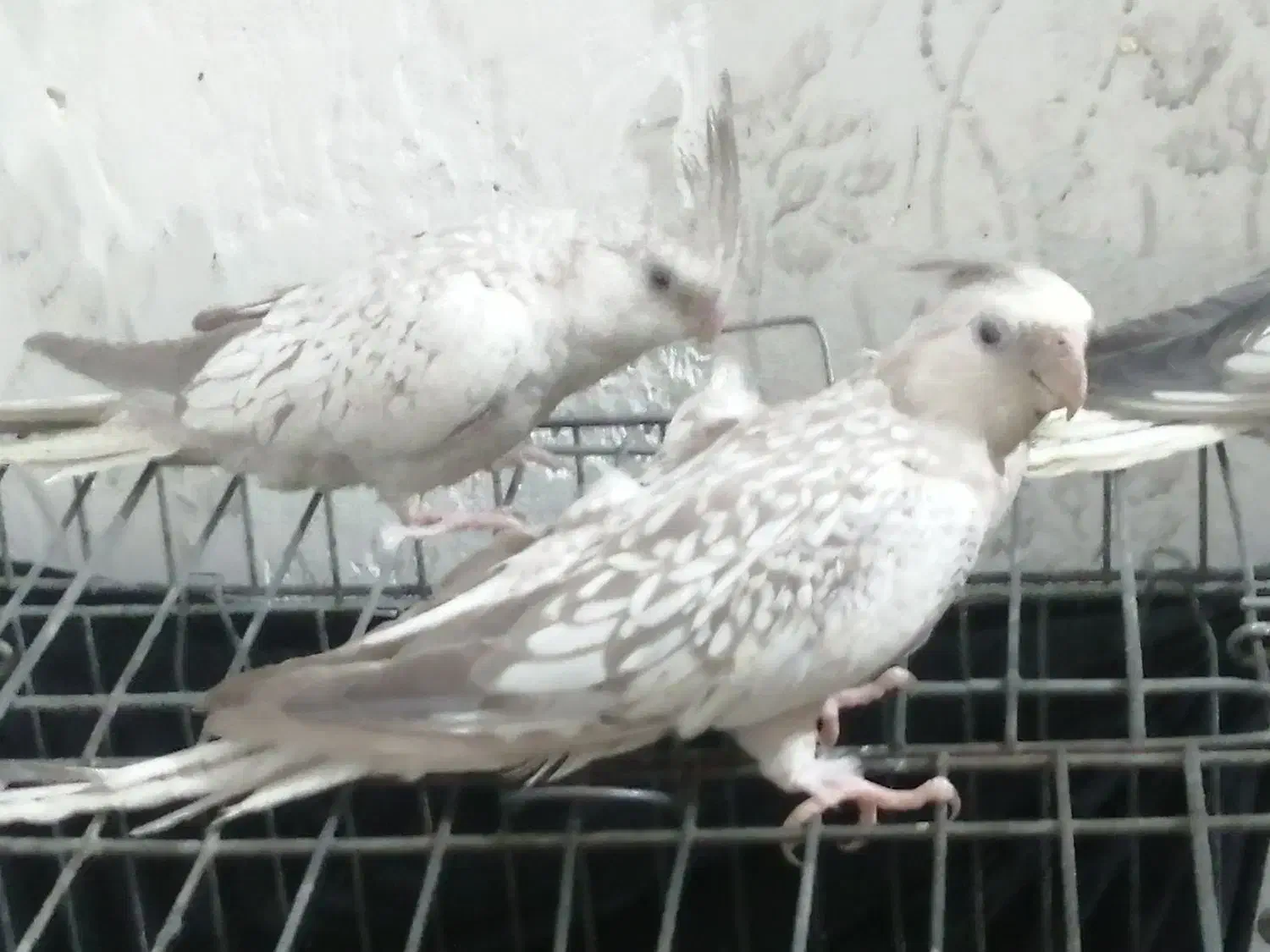 3 عدد عروس هلندی نژاد کم یاب ایزابلا|پرنده|اهواز, پردیس دو|دیوار