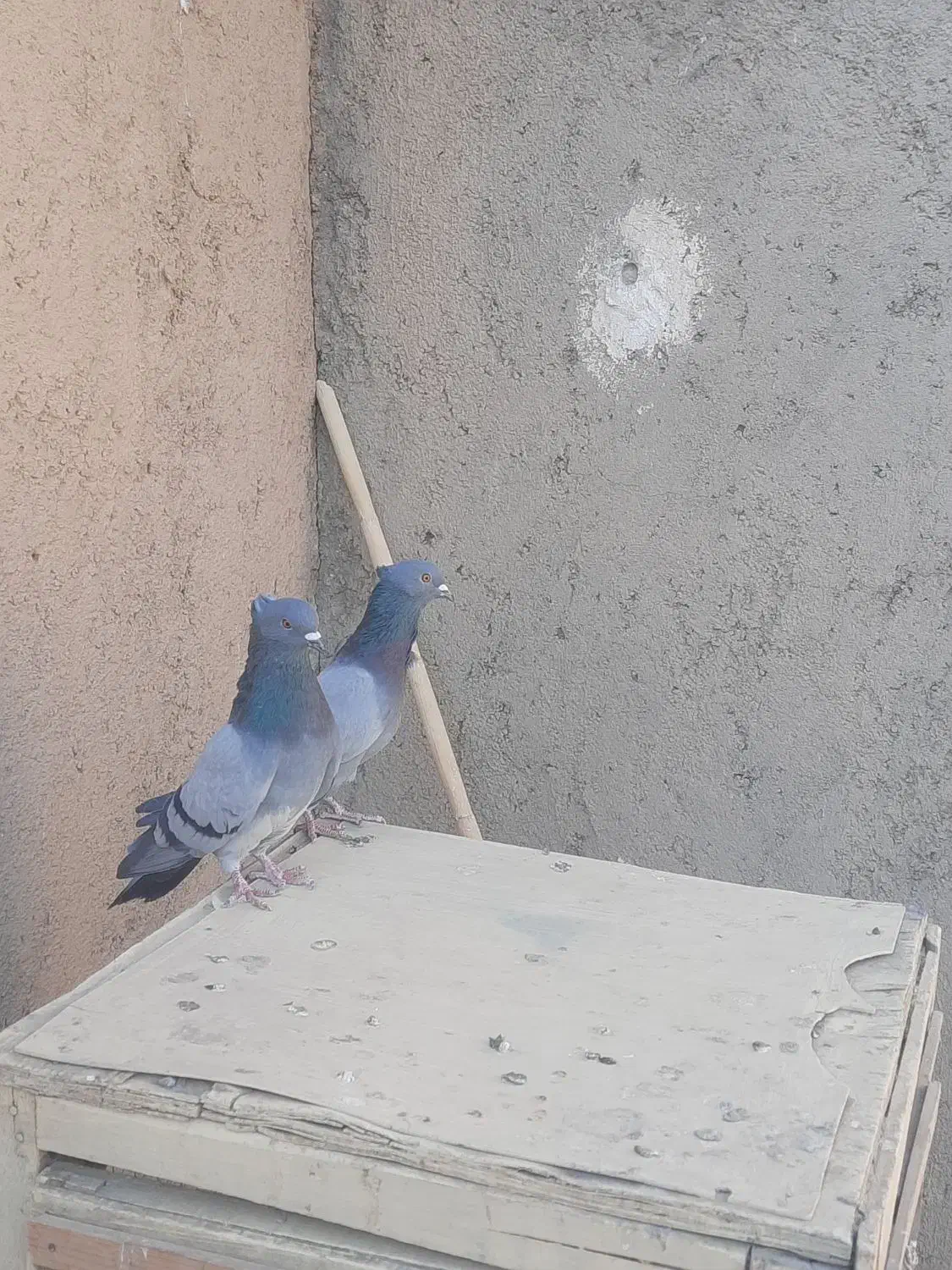 کفتر سبز خطی|پرنده|ساوه, |دیوار