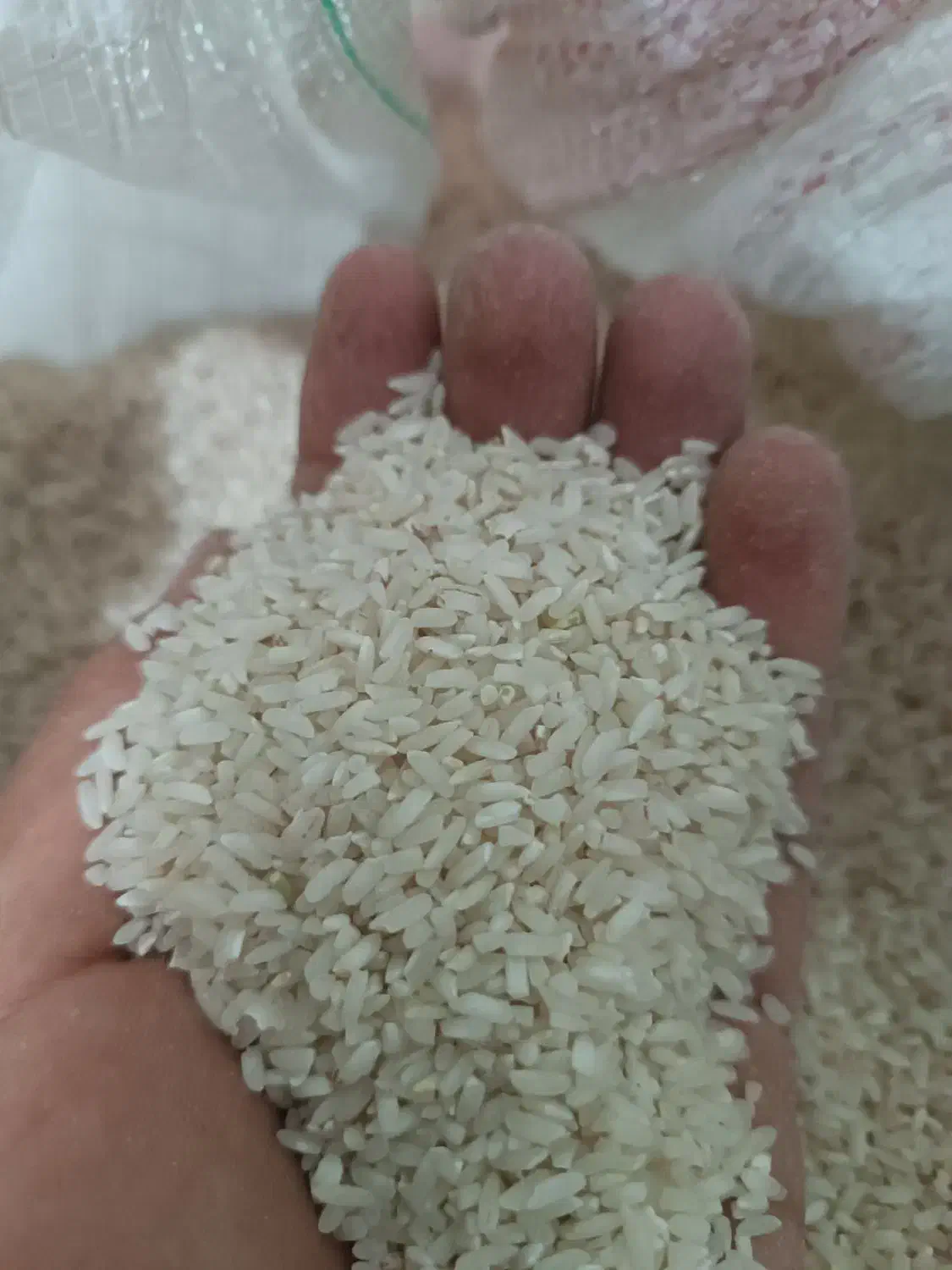 برج چمپا اصل به شرط پخت و عطر|خوردنی و آشامیدنی|منج, |دیوار