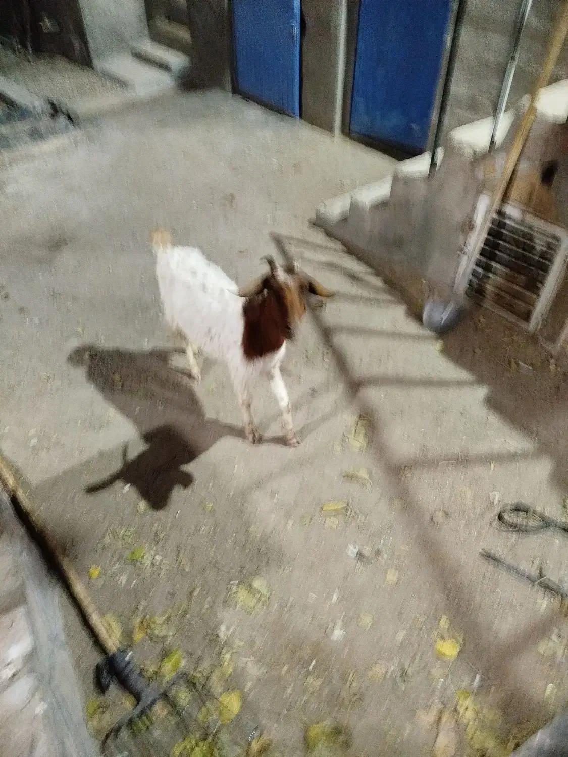 بز..|حیوانات مزرعه|کهک, |دیوار